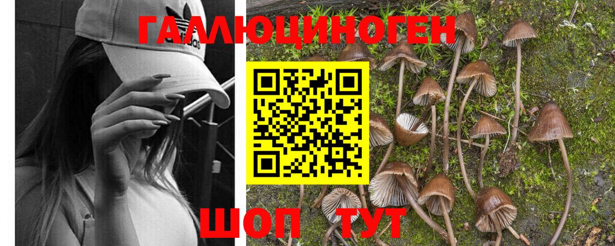 Нерюнгри  купить закладку  Вход с VPN  Галлюциногенные грибы Psilocybe 